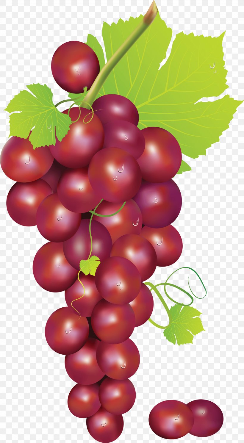 Grape Clip Art, PNG, 1950x3541px, Common Grape Vine, Berry, Cherry, Drawing, Flowering Plant Download Free