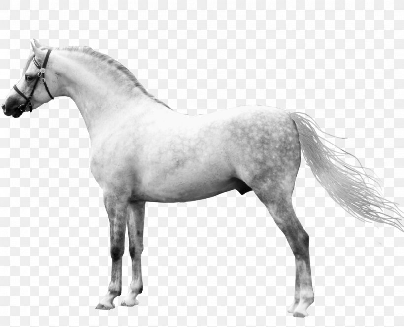 Welsh Pony And Cob Mane Mustang American Quarter Horse, PNG, 1024x828px, Pony, American Quarter Horse, Black, Black And White, Bridle Download Free