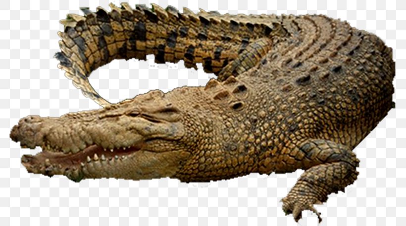Alligators Nile Crocodile Saltwater Crocodile, PNG, 784x458px, Alligators, Alligator, American Alligator, Crocodile, Crocodiles Download Free