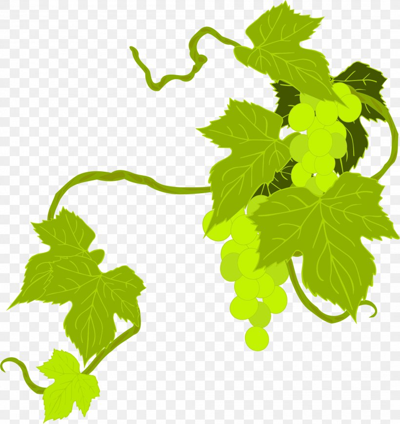 Common Grape Vine Vitis Californica Grape Leaves Wine, PNG, 2118x2245px, Common Grape Vine, Branch, Food, Fruit, Grape Download Free