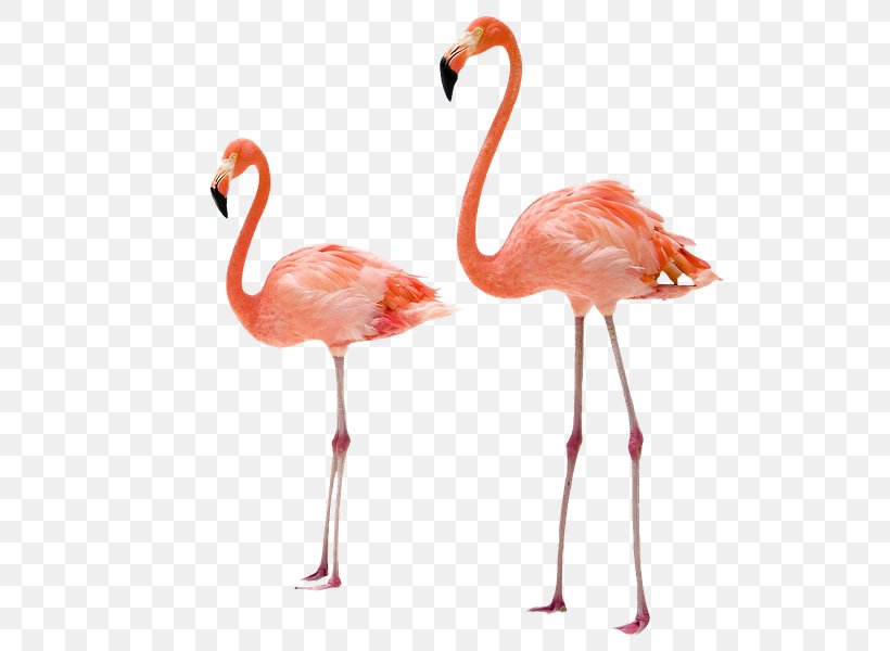 Greater Flamingo Bird American Flamingo, PNG, 600x600px, Flamingo, American Flamingo, Applique, Art, Beak Download Free