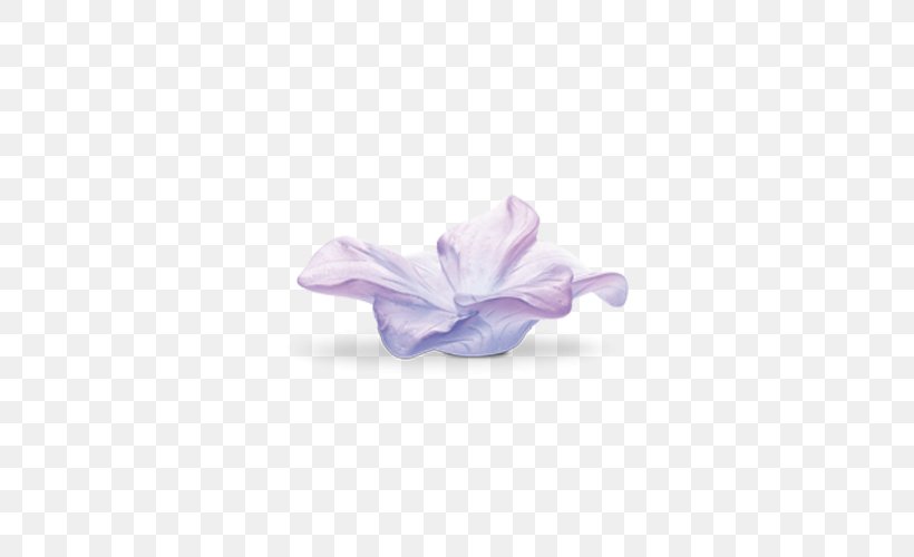 Lilac Petal Violet Daum Amaryllis, PNG, 500x500px, Lilac, Amaryllis, Daum, Flower, Petal Download Free