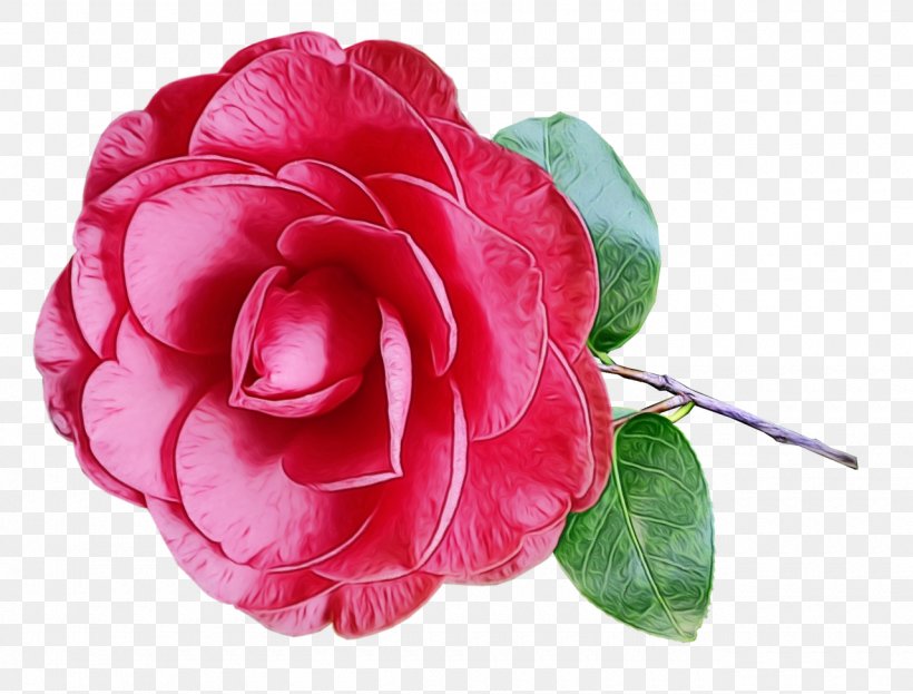 Pink Flower Cartoon, PNG, 1280x973px, Garden Roses, Artificial Flower, Cabbage Rose, Camellia, Camellia Sasanqua Download Free