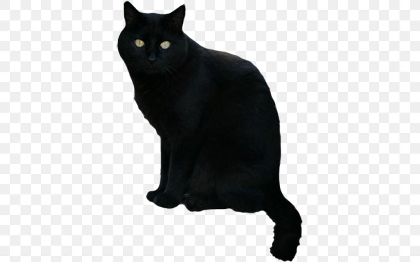 Black Cat Scary Halloween Android, PNG, 512x512px, Black Cat, Android, App Store, Asian, Black Download Free