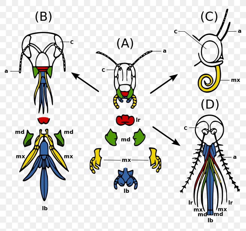 Insect Mouthparts Mosquito Arthropod Mouthparts Insect Morphology, PNG, 806x768px, Watercolor, Cartoon, Flower, Frame, Heart Download Free
