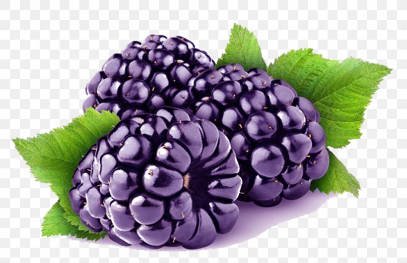 Loch Ness Blackberry Cultivar Raspberry, PNG, 999x648px, Loch Ness, Auglis, Berry, Bilberry, Blackberry Download Free
