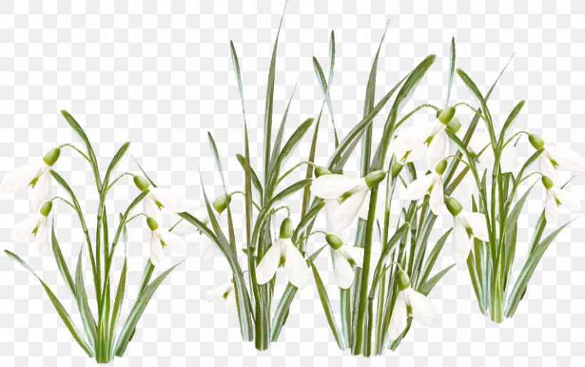 Plant Grass Flower Grass Family Leaf, PNG, 850x534px, Plant, Chives, Fines Herbes, Flower, Garlic Chives Download Free