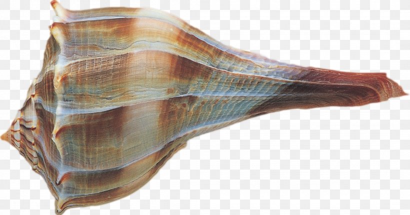 Shell, PNG, 2124x1118px, Conch, Google Images, Material, Seashell, Shankha Download Free
