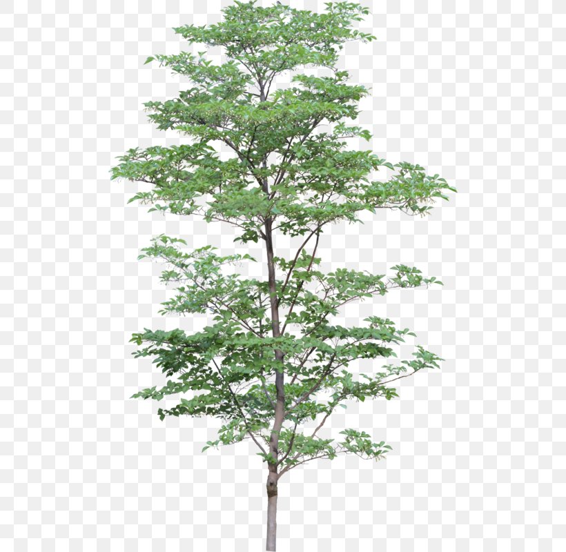 Family Tree Design, PNG, 506x800px, Tree, American Larch, Branch, Fall Tree, Flower Download Free