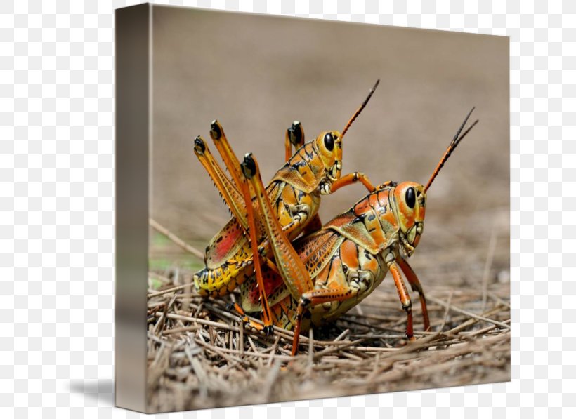 Locust Insect Grasshopper Ensifera Bush Crickets, PNG, 650x597px, Locust, Animal Source Foods, Arthropod, Bush Crickets, Cricket Like Insect Download Free
