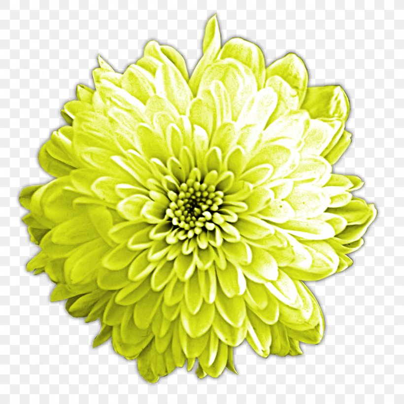 Cut Flowers Chrysanthemum Dahlia Floristry, PNG, 1280x1280px, Flower, Chrysanthemum, Chrysanths, Common Daisy, Cut Flowers Download Free