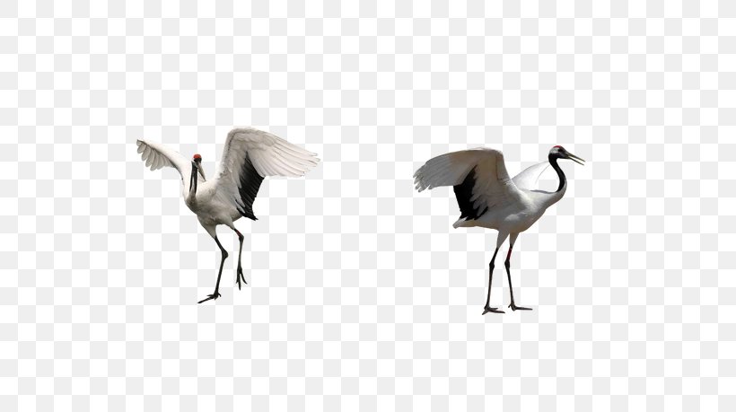 Red-crowned Crane Bird, PNG, 650x459px, Crane, Animal, Beak, Bird, Crane Like Bird Download Free