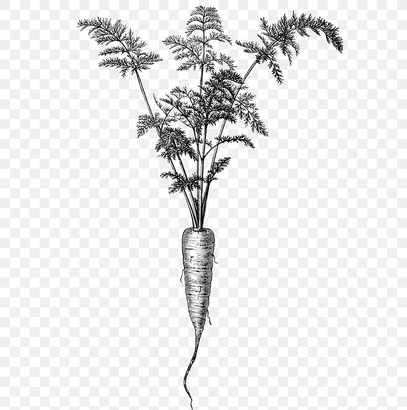 Twig Plant Stem Flowering Plant Plants, PNG, 590x827px, Twig, Black And White, Branch, Flora, Flowering Plant Download Free