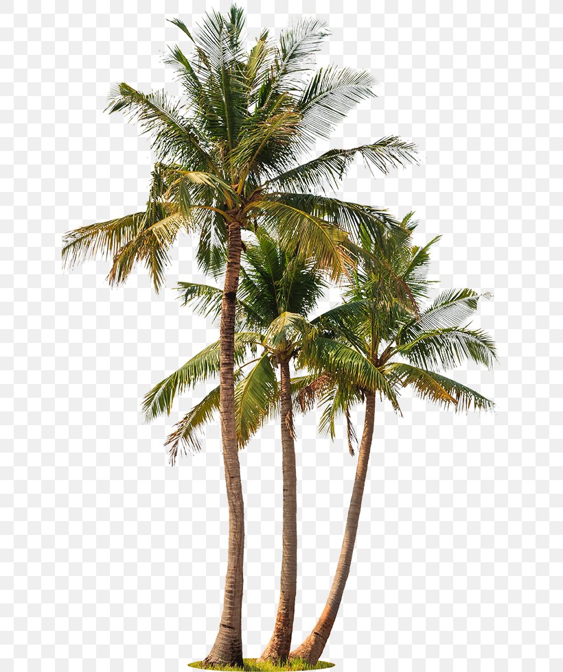 Asian Palmyra Palm Coconut Palm Trees Babassu Stock Photography, PNG, 639x980px, Asian Palmyra Palm, Arecales, Attalea Speciosa, Babassu, Borassus Flabellifer Download Free
