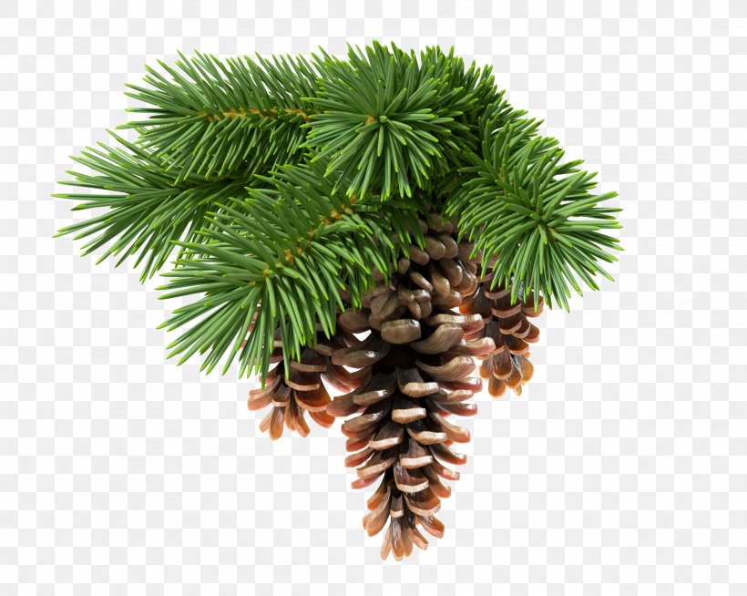 Conifer Cone Fir Pine Stock Photography Conifers, PNG, 2286x1824px, Conifer Cone, Branch, Christmas Decoration, Christmas Ornament, Cone Download Free
