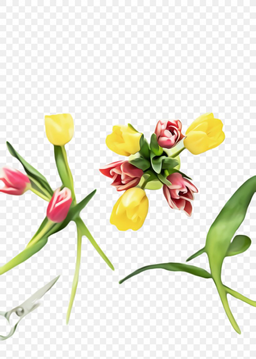 Flowers Background, PNG, 1692x2368px, Tulip, Blossom, Bud, Cut Flowers, Flora Download Free