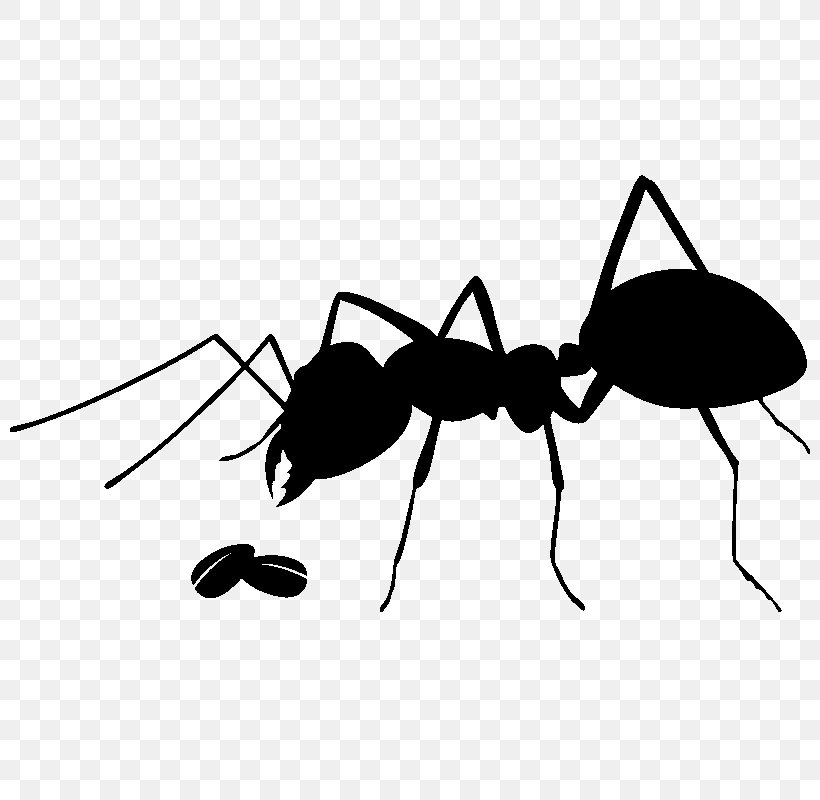 Ant Insect Stock Photography, PNG, 800x800px, Ant, Arthropod, Black And White, Black Garden Ant, Closeup Download Free
