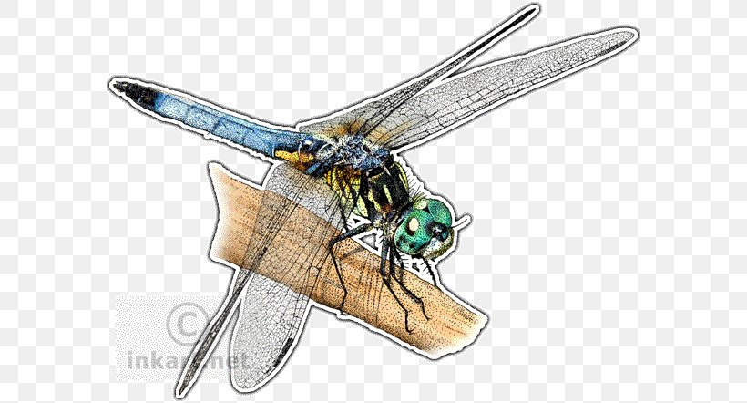 Blue Dasher Dragonflies Of North America Skimmers Insect Drawing, PNG, 590x442px, Blue Dasher, Arthropod, Blowflies, Damselfly, Dragonflies And Damseflies Download Free
