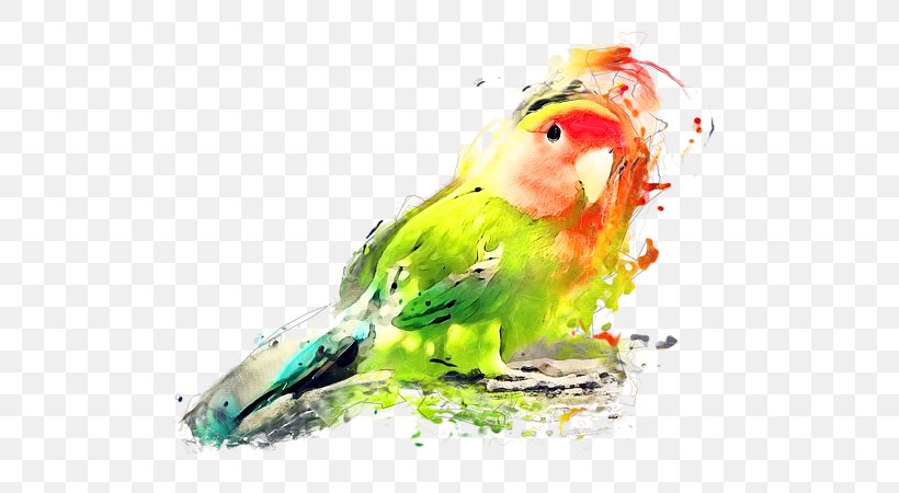 Budgerigar Lovebird Watercolor Painting Art, PNG, 600x450px, Budgerigar, Art, Beak, Bird, Common Pet Parakeet Download Free