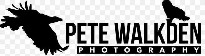 Logo Photography Black And White Beak, PNG, 3420x950px, Logo, Banner, Beak, Bird, Bird Of Prey Download Free