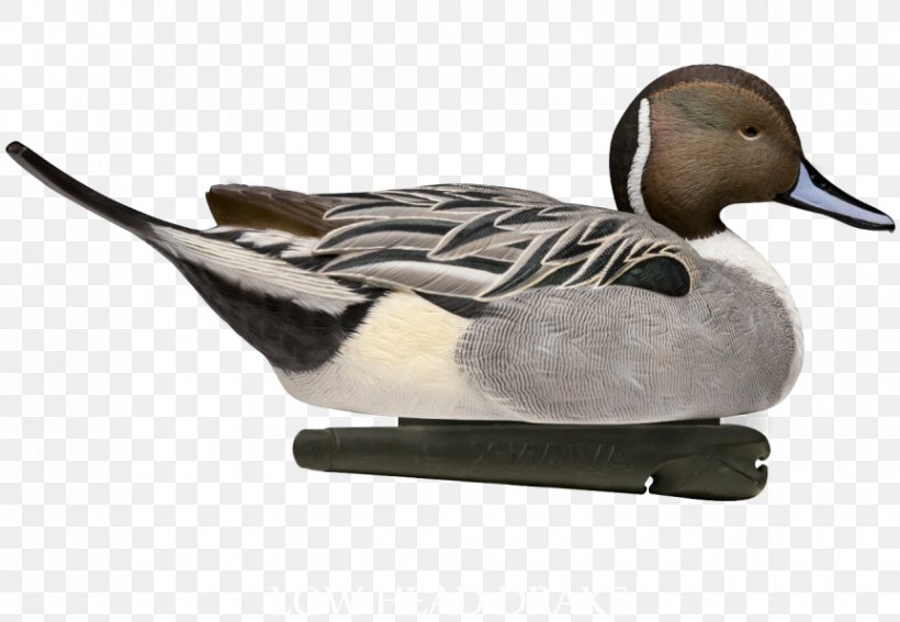 Mallard Duck Goose Northern Pintail Decoy, PNG, 863x597px, Mallard, Avian Influenza, Beak, Bird, Canard Download Free