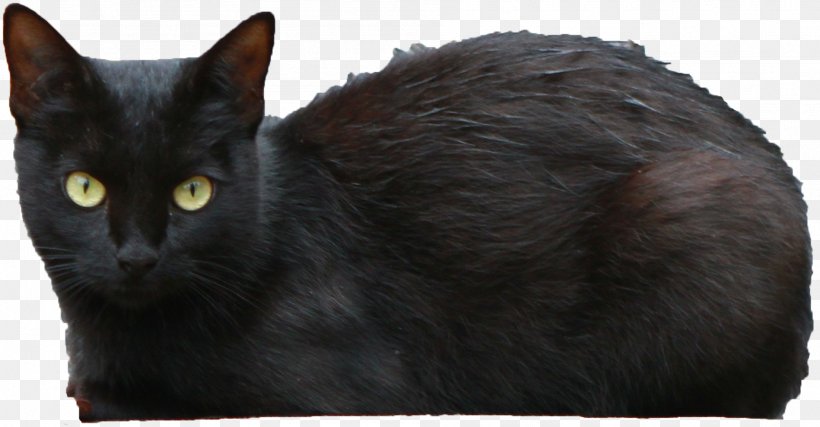 Bombay Cat Persian Cat Black Cat, PNG, 1898x990px, Cat, Black Cat, Bombay, Carnivoran, Cat Like Mammal Download Free