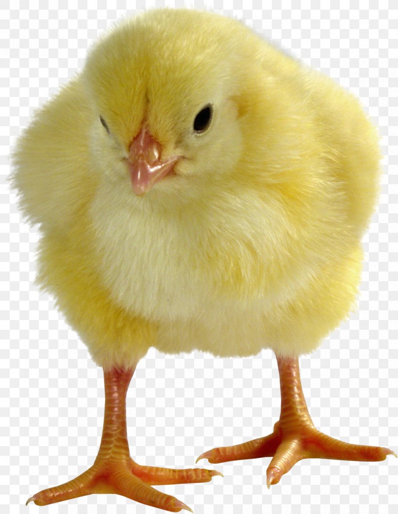 Broiler Leghorn Chicken Egg Livestock Sales, PNG, 1653x2138px, Broiler, Beak, Bird, Breed, Cattle Download Free
