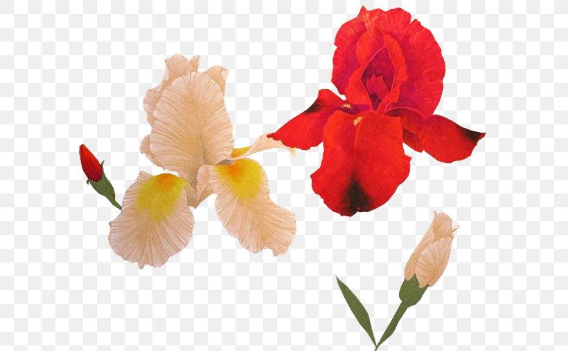 Canna Iris Family Cut Flowers Plant Stem Irises, PNG, 600x508px, Canna, Canna Family, Canna Lily, Cut Flowers, Flower Download Free