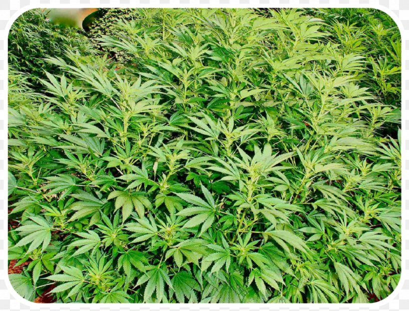 Cannabis Sativa Autoflorecientes Haze Kush, PNG, 1024x778px, Cannabis, Autoflorecientes, Breed, Cannabis Cultivation, Cannabis Sativa Download Free