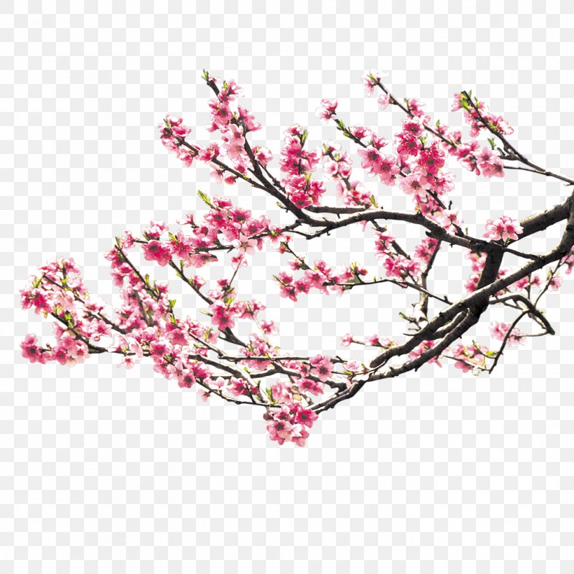 Cherry Blossom Pink Download Peach Blossom, PNG, 1417x1417px, Cherry Blossom, Blossom, Branch, Floral Design, Flower Download Free