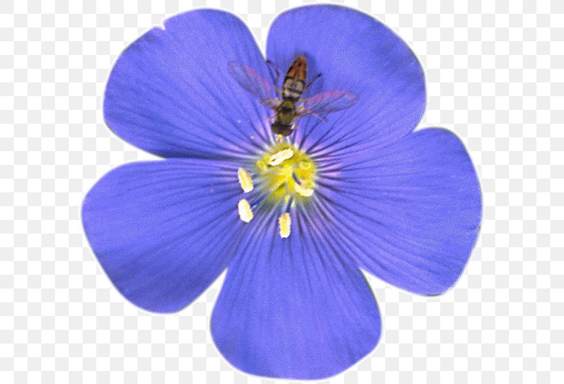 Flower Petal Blue Flax Tea Room Clip Art, PNG, 595x559px, Flower, Blue, Cobalt Blue, Flowering Plant, Geraniaceae Download Free