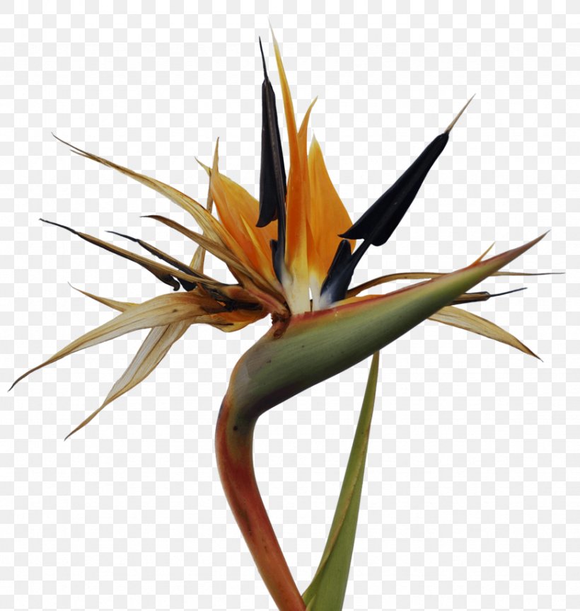 Bird-of-paradise Bird Of Paradise Flower Clip Art, PNG, 871x917px, Bird, Beak, Bird Of Paradise Flower, Birdofparadise, Cassowary Download Free