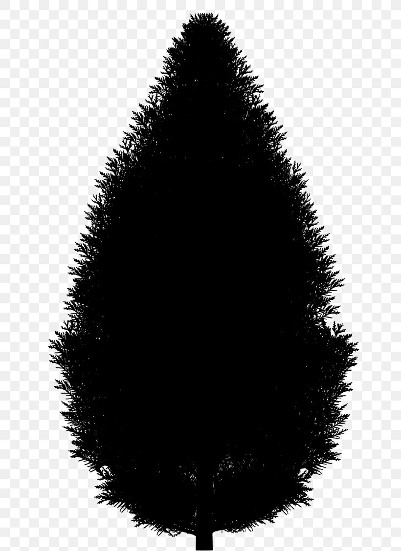 Fir Christmas Tree Spruce, PNG, 687x1128px, Fir, Black, Black M, Christmas, Christmas Tree Download Free