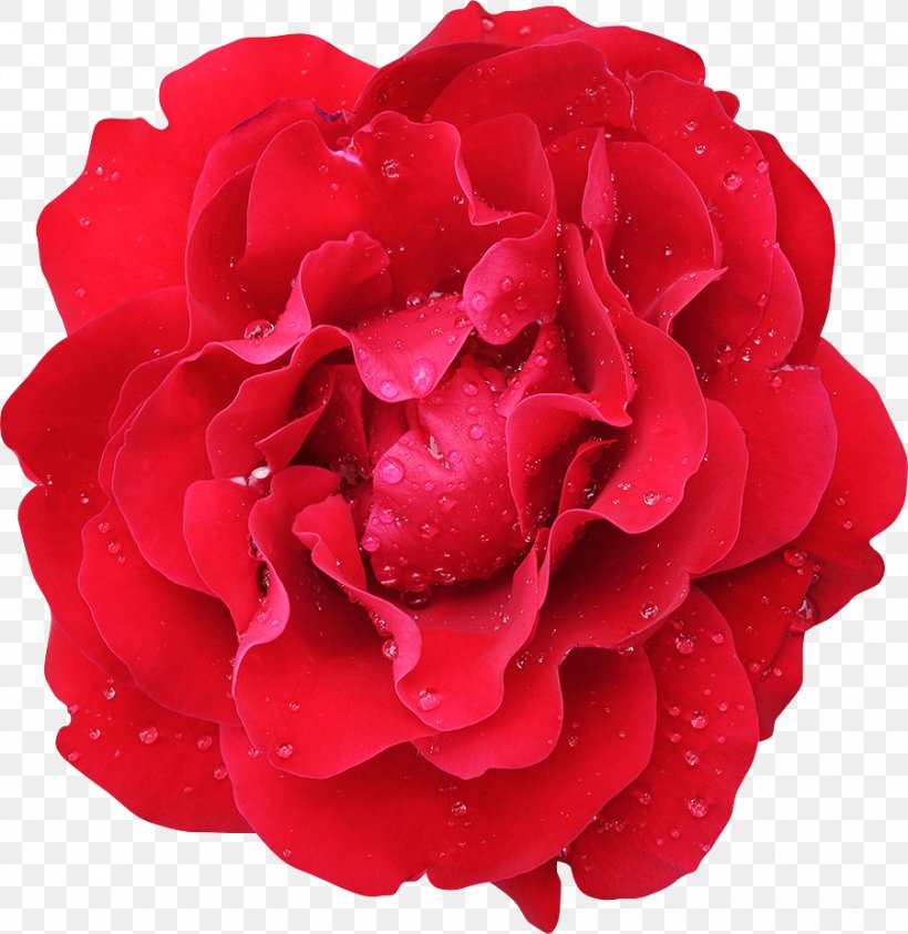 Garden Roses Cabbage Rose Flower Floribunda Red, PNG, 900x926px, Garden Roses, Cabbage Rose, Carnation, China Rose, Color Download Free