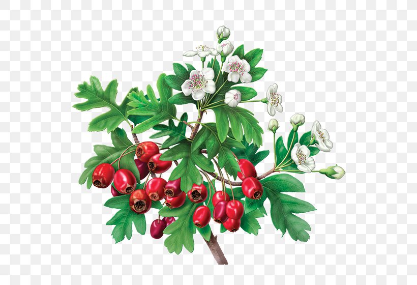 Hibiscus Tea Organic Food Flowering Tea Green Tea, PNG, 600x560px, Tea, Berry, Branch, Caffeine, Cherry Download Free