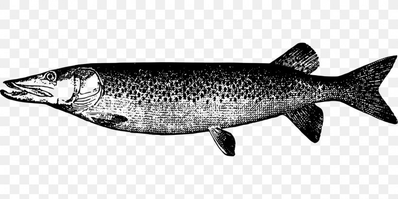 Muskellunge Northern Pike Drawing Fish, PNG, 1280x640px, Muskellunge, Art, Bony Fish, Coho, Drawing Download Free