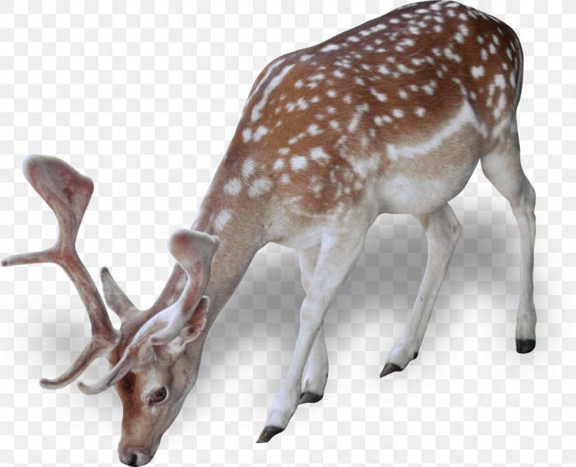 Reindeer Red Deer Dog Animal, PNG, 1280x1039px, Deer, Animal, Antler, Christmas, Christmas Ornament Download Free