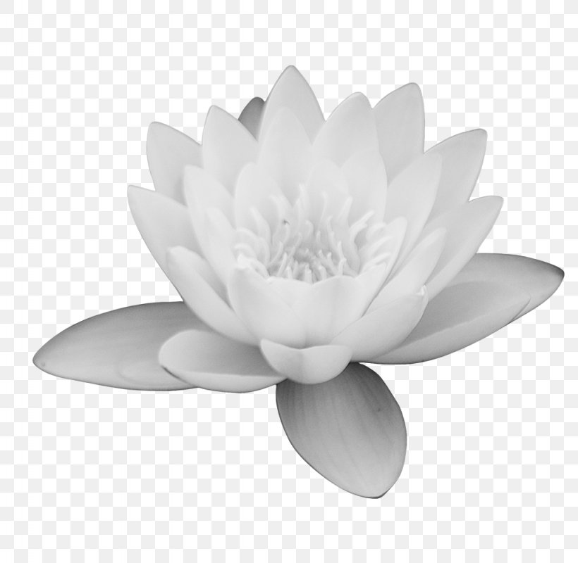 Monochrome Photography Black And White, PNG, 1024x1000px, Monochrome Photography, Black And White, Flower, Flowering Plant, Javascript Download Free