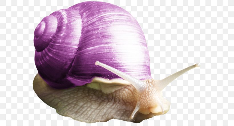 Snail Purple Orthogastropoda Clip Art, PNG, 600x441px, Snail, Caracol, Google Images, Invertebrate, Molluscs Download Free