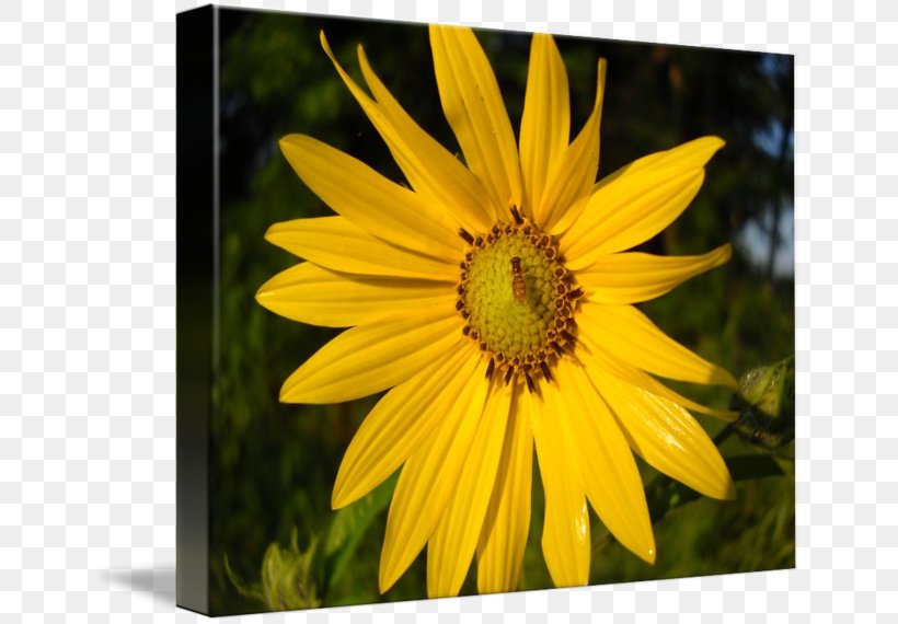 Sunflower M Wildflower, PNG, 650x570px, Sunflower M, Daisy Family, Flora, Flower, Flowering Plant Download Free