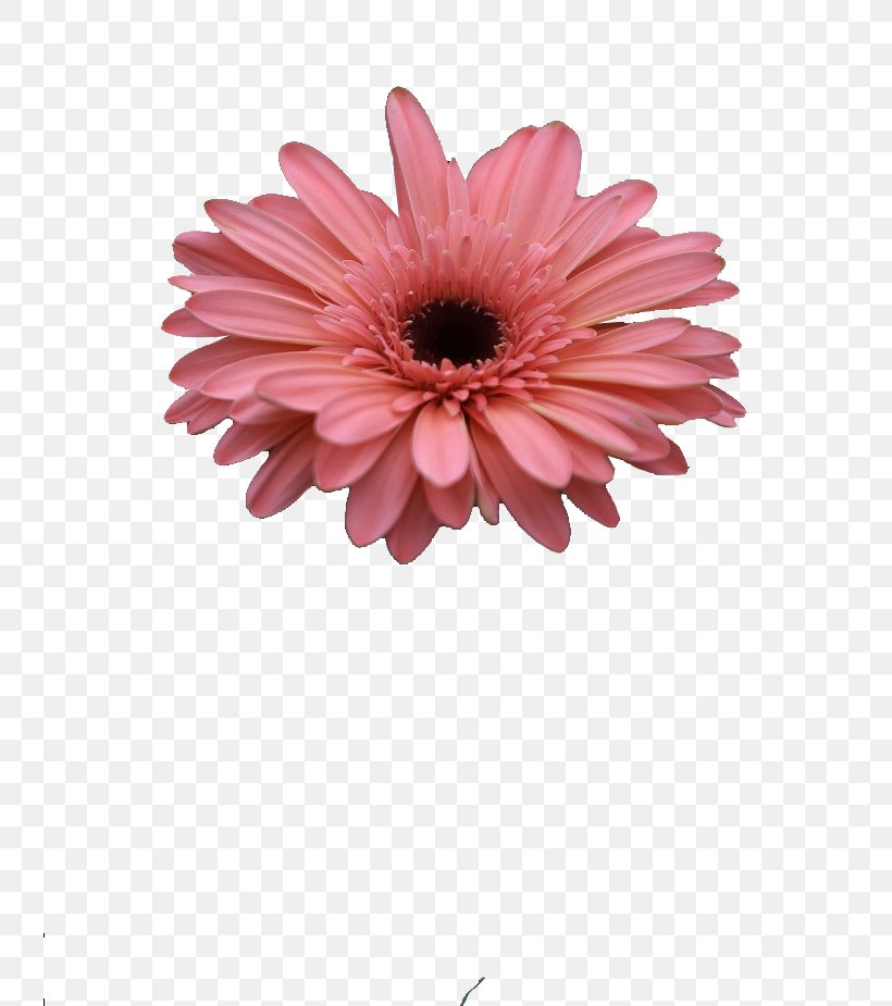 Barberton Daisy Chrysanthemum Cut Flowers Naver Blog, PNG, 740x925px, Barberton, Barberton Daisy, Blog, Chrysanthemum, Chrysanths Download Free