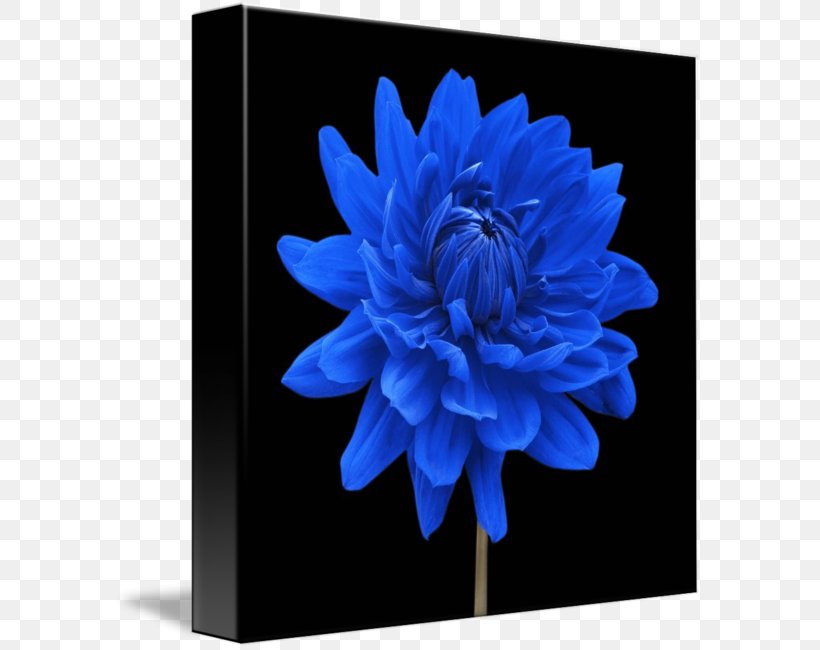 Blue Dahlia Flower Floral Design Plant, PNG, 589x650px, Dahlia, Blue, Blue Dahlia, Canvas Print, Chrysanths Download Free