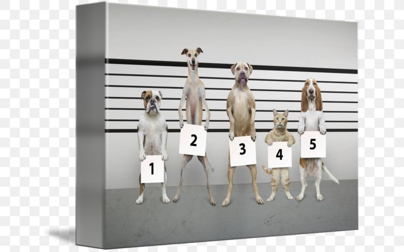 Cat Dog Police Lineup Pet, PNG, 650x513px, Cat, Animal, Dog, Pet, Police Download Free