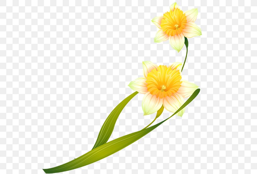 Cut Flowers Plant Stem Petal, PNG, 555x555px, Flower, Amaryllis Family, Blog, Cut Flowers, Electrical Cable Download Free
