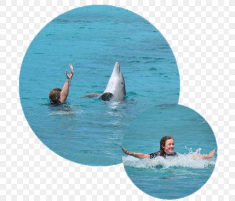 Dolphin Water Leisure Recreation Vacation, PNG, 711x700px, Dolphin, Leisure, Mammal, Marine Mammal, Recreation Download Free