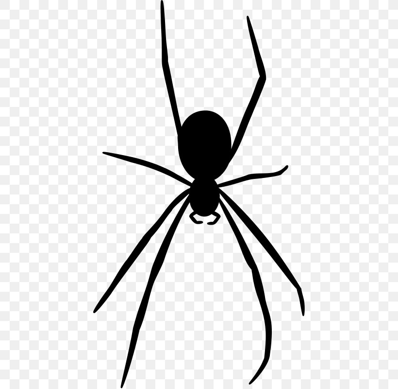 Spider Web Silhouette Clip Art, PNG, 436x800px, Spider, Arachnid, Arthropod, Artwork, Black And White Download Free