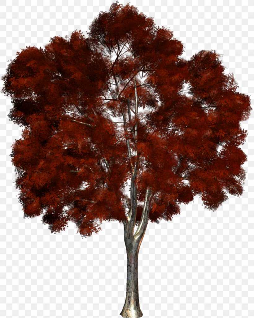 Tree Clip Art, PNG, 821x1029px, Tree, Autumn, Branch, Computer Software, Maple Tree Download Free