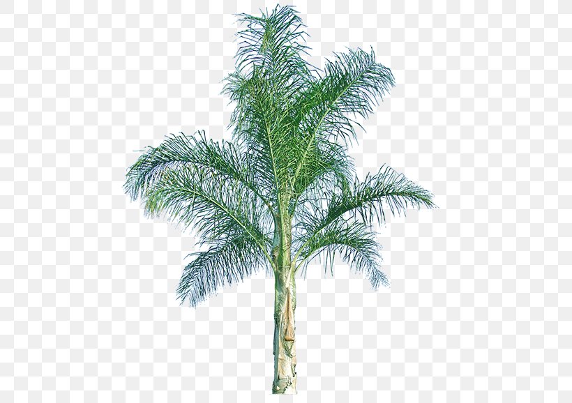 Babassu Queen Palm Arecaceae Mexican Fan Palm Howea Forsteriana, PNG, 500x578px, Babassu, Arecaceae, Arecales, Attalea, Attalea Speciosa Download Free