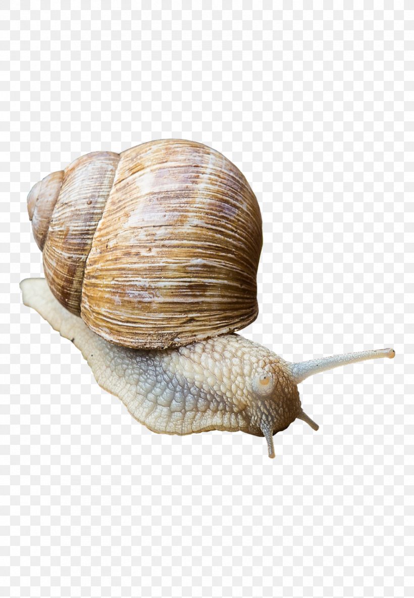 Pond Snails Slug Insect Land Snail, PNG, 887x1280px, Pond Snails, Cochlea, Cockle, Conchology, Escargot Download Free