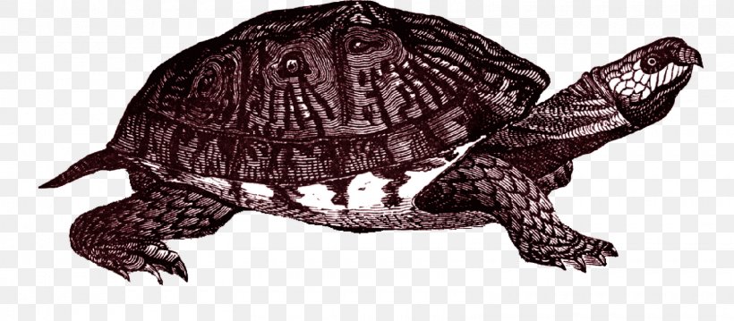 Box Turtle Common Snapping Turtle Clip Art, PNG, 1600x701px, Turtle, Animal Figure, Box Turtle, Chelydridae, Common Snapping Turtle Download Free